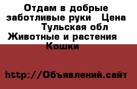  Отдам в добрые заботливые руки › Цена ­ 5 - Тульская обл. Животные и растения » Кошки   